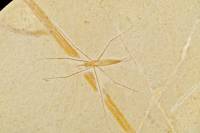 Insecte fossile (Gerris ?)